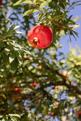 A red pomegranate hangs on a tree. Türkiye. January.