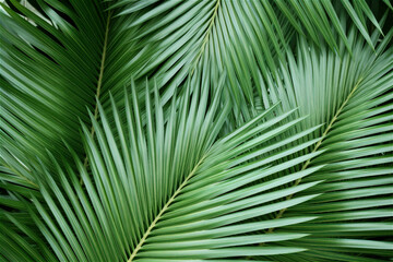 Fototapeta premium Green palm leaf pattern texture abstract background