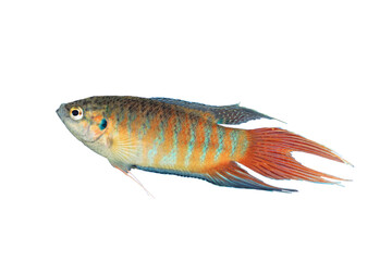 isolated Macropodus opercularis large male