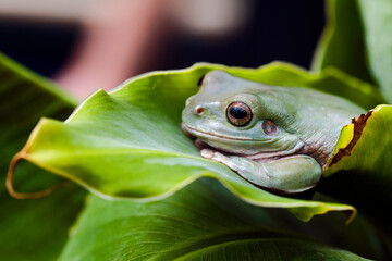 Litoria caerulea tree frog on green leaves, dumpy frog on branch, animal closeup, amphibian closeup