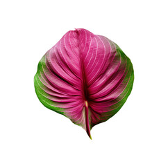 pink leaf isolated on white