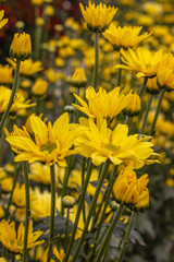 Flores com folhas amarelas na cidade de Holambra, Estado de São Paulo, Brasil