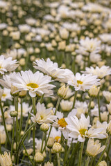 Flores com folhas brancas na cidade de Holambra, Estado de São Paulo, Brasil