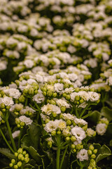Flores com folhas brancas na cidade de Holambra, Estado de São Paulo, Brasil