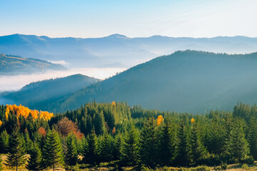 Mountain range fog over autumn pine tree forest. Vibrant colorful morning scene. Awesome alpine highlands in sunny day. Beautiful nature summer landscape. Travel, tourism, holiday, trekking, hiking