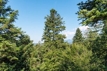 Spruce and fir trees in the Bavarian Forest against a cloudy blue sky