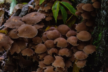 mushrooms in the forest
