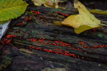 autumn leaves on the stone