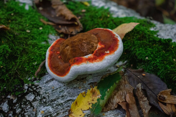 mushroom in the forest