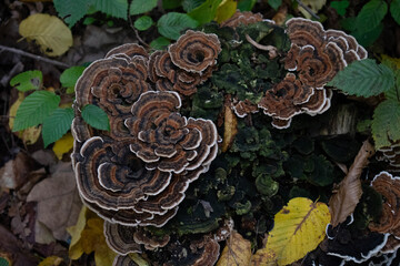 mushrooms in the forest