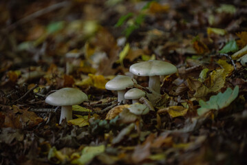 mushroom in the forest