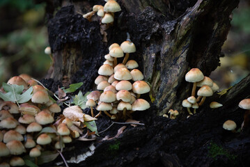 mushrooms in the forest