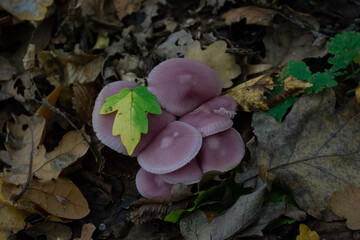 mushrooms on a tree