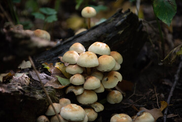 mushrooms in the forest