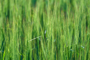 A picturesque landscape on a beautiful wheat field with young green wheat in the rays of sunlight. Close-up of wheat seedlings growing in caring and ecological conditions. Agribusiness and industry
