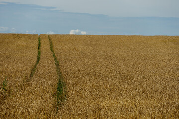 A picturesque landscape on a beautiful wheat field with young green wheat in the rays of sunlight. Close-up of wheat seedlings growing in caring and ecological conditions. Agribusiness and industry