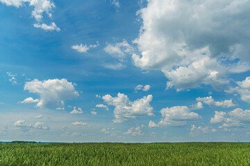 A golden wheat field and fluffy white clouds on a blue sky on a sunny summer day. Tourist places for family holidays. summer countryside landscape