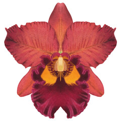 Realistic red orchid Cattleya isolated detailed front view - obrazy, fototapety, plakaty