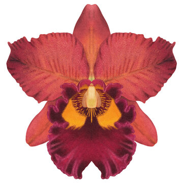 Realistic red orchid Cattleya isolated detailed front view