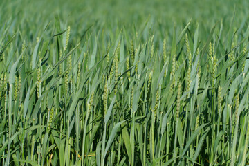 Wheat field, close-up. Spikelets of wheat in the light of the setting sun. Ecological farming. Natural background. Harvesting of grain, cereals and cereal crops. grain deal