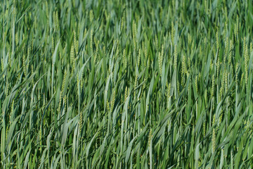 Wheat field, close-up. Spikelets of wheat in the light of the setting sun. Ecological farming. Natural background. Harvesting of grain, cereals and cereal crops. grain deal