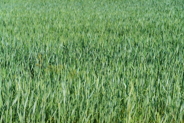Wheat field, close-up. Spikelets of wheat in the light of the setting sun. Ecological farming. Natural background. Harvesting of grain, cereals and cereal crops. grain deal