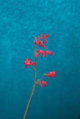 Blossom of Heuchera, alumroot and coral bells, evergreen perennial plant, family Saxifragaceae, native to North America, on turquoise background