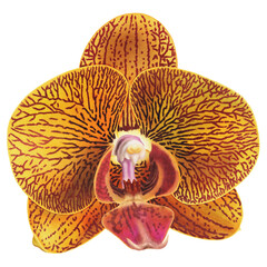 Realistic yellow orchid Phalaenopsis with pattern on petals isolated highly detailed side view