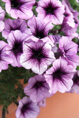 Violet - white, purple lilac  flowers of  Petunia, ornamental plant 