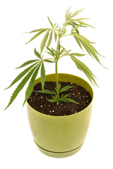 Cannabis plants in a flower pot, side view isolated on white.
