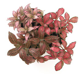 Obraz premium Fittonia, 