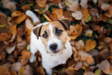 Happy Jack Russell Terrier in autumn. Walking with a pet in leaf fall