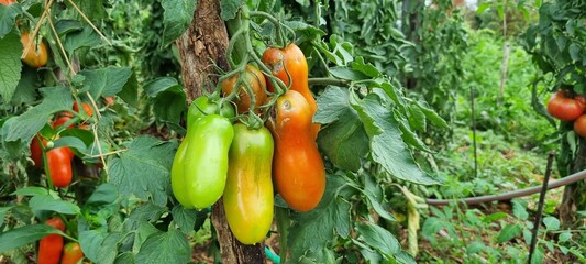 Ripe tomatoes in the garden