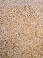 A maze of curves forms the shallow coral texture.