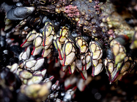 Live Goose neck barnacles or Galician barnacles (Pollicipes pollicipes) on a rock on the Galician coast (Spain) - known in Spain as percebes