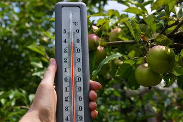 A thermometer in a woman's hand on the background of an apple tree. Summer temperature records.