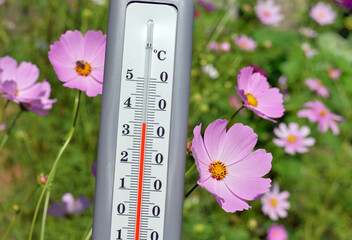 Gray thermometer on a natural floral background. Summer temperature records.