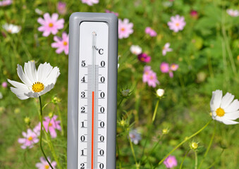 A thermometer on a natural floral background. Summer temperature records.