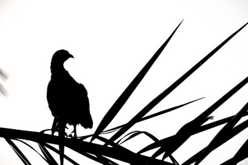 A backlit image of Grey francolin perched on date palm at Hamala, Bahrain