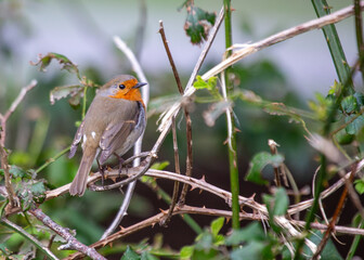Robin Red Breast (Erithacus rubecula) in Dublin, Ireland