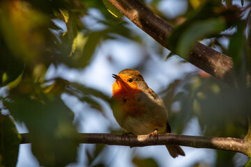 Robin Red Breast (Erithacus rubecula) in Dublin, Ireland