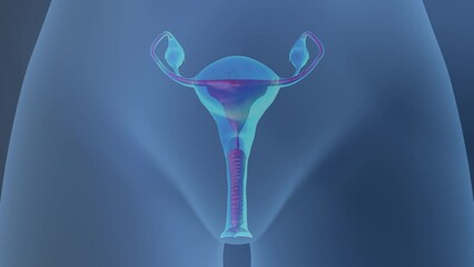 Mechanism of reproduction in women