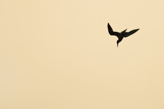 Silhouette of White-cheeked Tern diving during sunrise, Bahrain