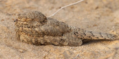 A panormic stitched image of Egyptian Nightjar resting on groound at Bahrain