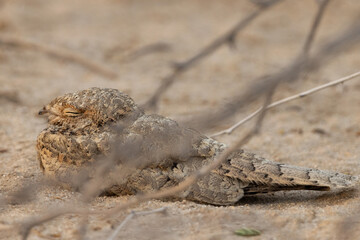 Closeup of Egyptian Nightjar at Bahrain