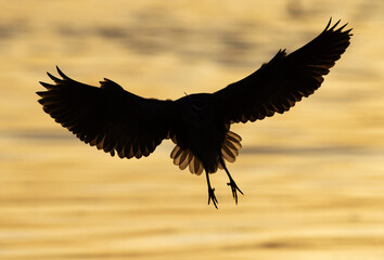 Silhouette of Black-crowned Night heron landing at Tubli bay, Bahrain