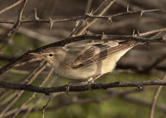 Upchers Warbler perched on acacia tree at Hamala, Bahrain
