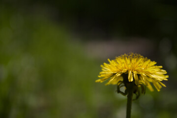 Dandelion