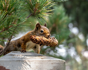 squirrel with pine cone