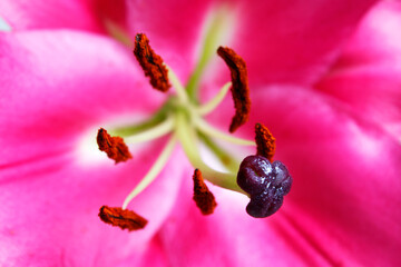 Pistil of pink lily